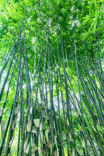 bamboo forest background