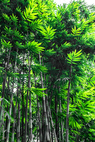 bamboo forest in the morning