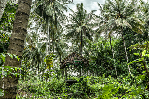 tropical jungle with a very tine old house