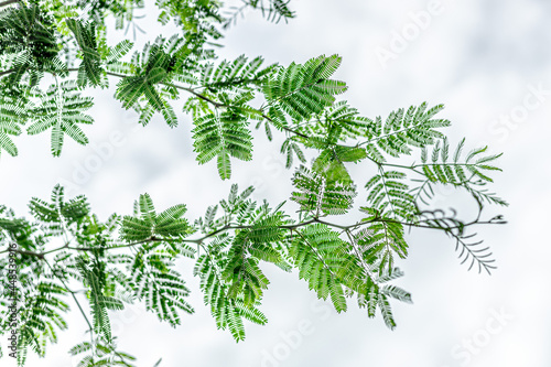 Fototapeta Naklejka Na Ścianę i Meble -  green bamboo leaves