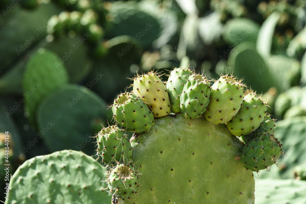 cactus epines cactus epines