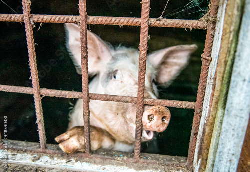 Funny pig in a cage behind bars at a meat farm. Pigs in a cage with their noses pointing towards the camera. 