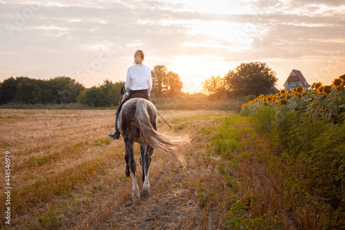 woman riding a gray horse in a field at sunset. horseback riding, rental, beautiful background, cottage. Friendship and love of people and animal. Pet. equestrian sport. rear view