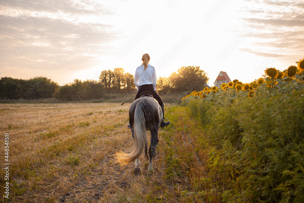 woman rides a field on horseback at sunset. Sports training, equestrian, walking, rental and sale of horses, ranch, ammunition. Beautiful background. love and friendship to the animal, care. freedom