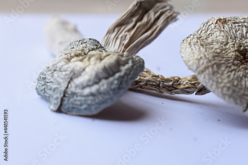 Albino white magic mushroom
