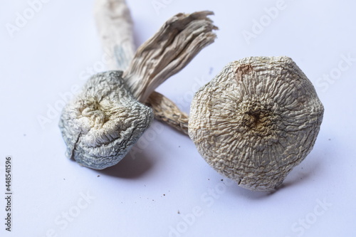 Albino white magic mushroom