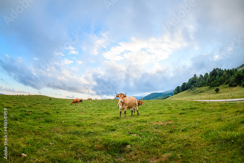wide angle of adult cows in a pyrenean landscape, camprodon photo