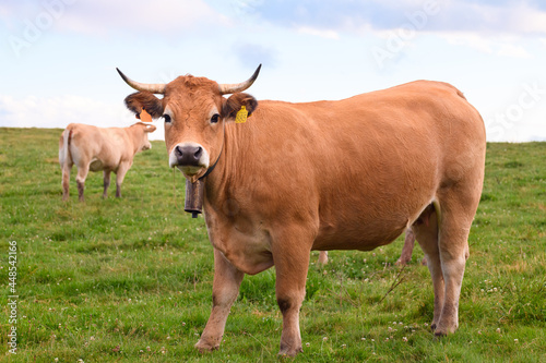 portrait of an adult cow in the fields of the pyrenees  camprodon