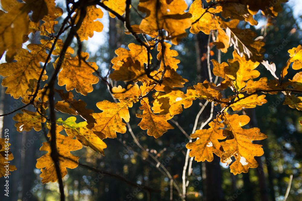 golden leaves of an oak tree in the warm autumn sunlight tranquil scene in the magical forest golden leaves of an oak tree in the warm autumn sunlight tranquil scene in the magical forest