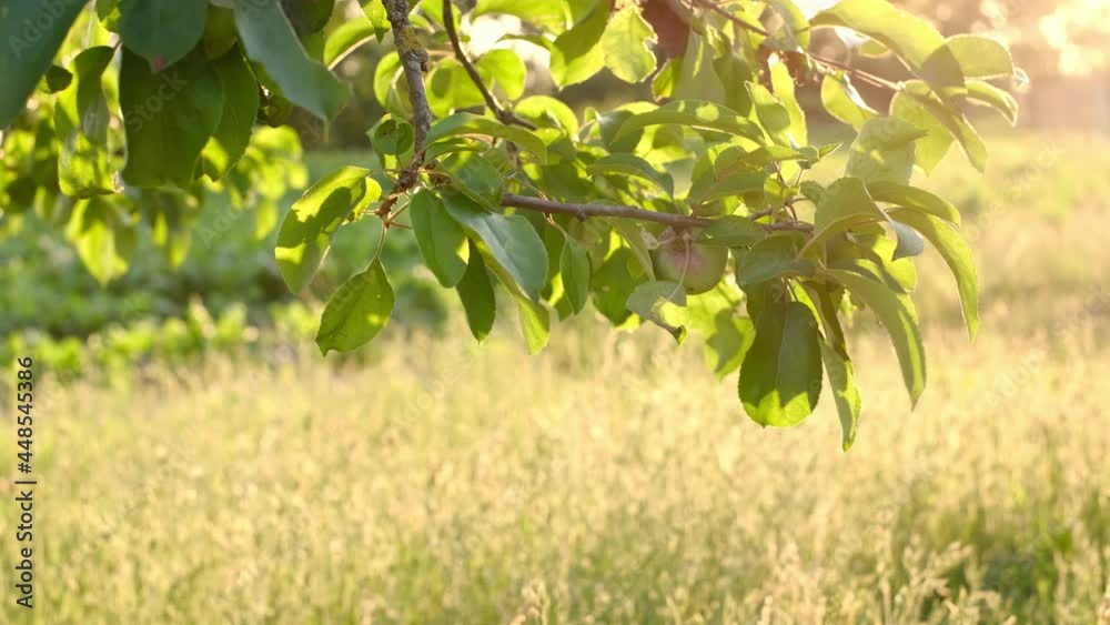 An unripe green apple on a branch in the garden swings against the background of the setting sun. Apple tree at sunset. Cultivation and harvesting. Gardening.
