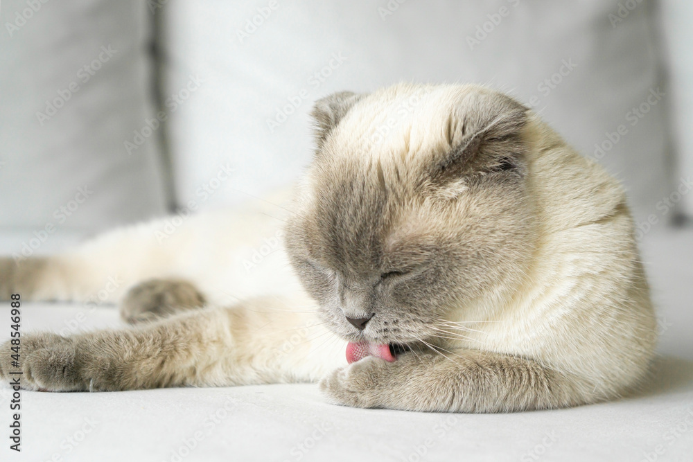 Obraz premium A beige Scottish Fold cat lies on the couch at home and brushes its fur with its tongue. The concept of life and habits of domestic cats