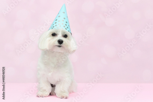 Cute maltese dog wearing party hat on pink background with copy space . Dog birthday party concept . Dog food, goods for pets advertising concept .
