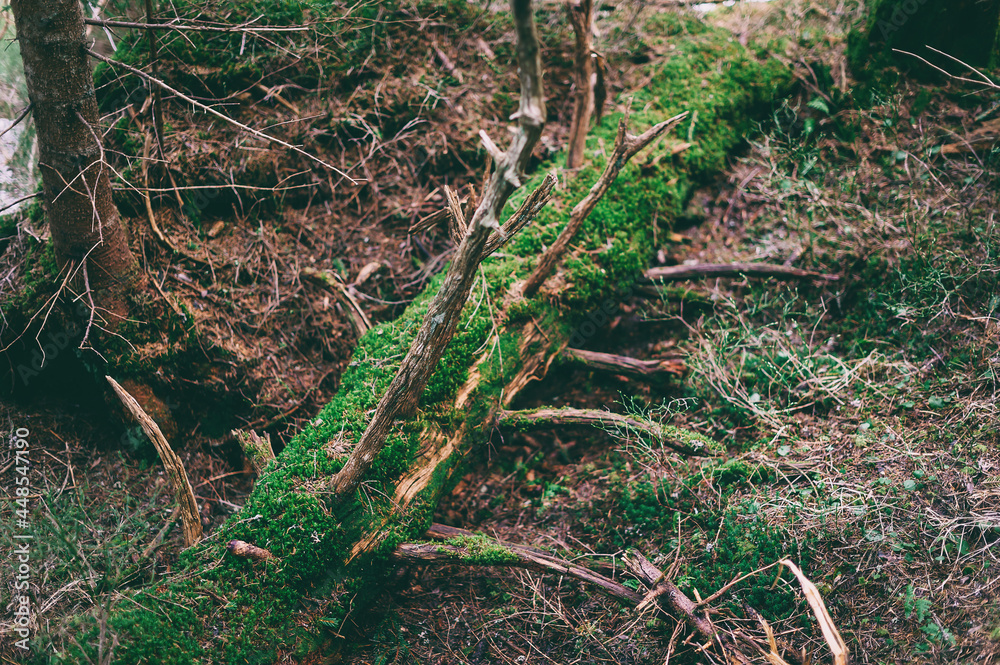 Fototapeta premium Beautiful background of a fallen tree covered with moss.