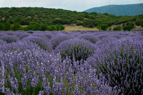 Clusters of purple flowers on a lavender farm. Beautiful landscape of aromatic plants farm. Copy space for text  panoramic background.