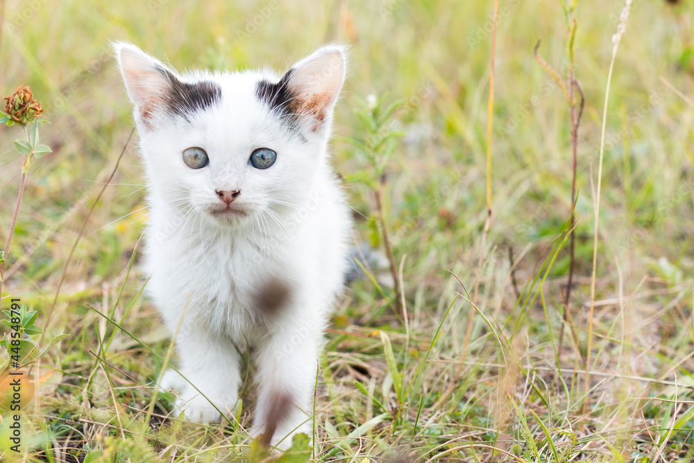 White street kitten in tall grass in the meadow. The concept of helping homeless animals.