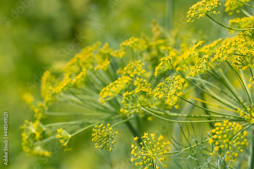 Dill blooms in the garden in the open air. Green plant in the garden bed. Summer harvest.