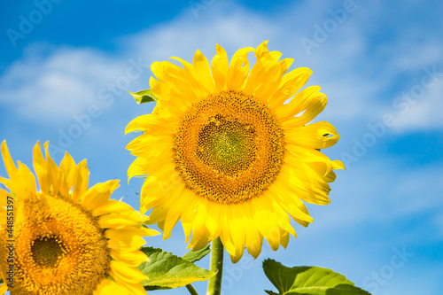 sunflower in the field