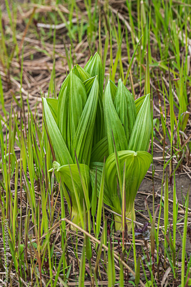 Fototapeta premium spring shoots in the forest