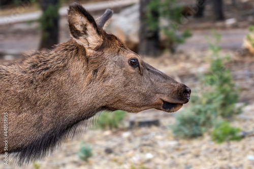A Female Elk in Grand Canyon National Park, Arizona