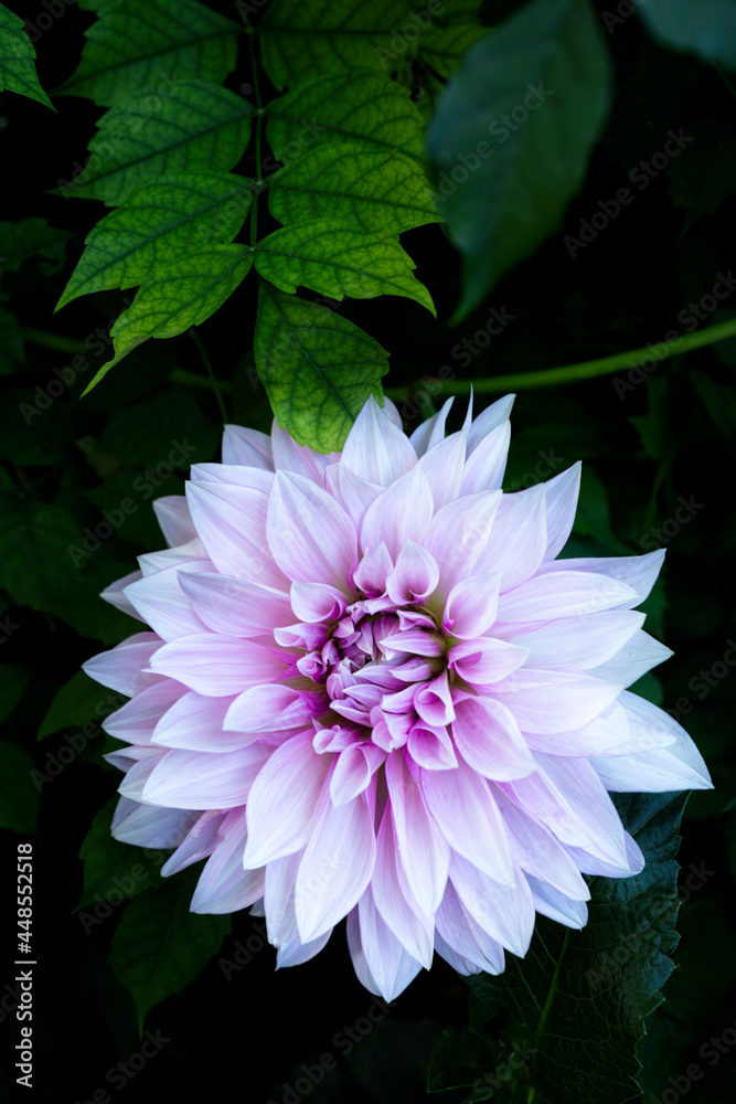 Obraz premium Beautiful pink dahlia flower. Close-up of a beautiful dahlia. Garden in bloom. Flower photography
