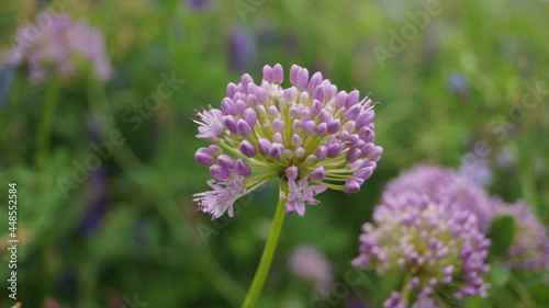 wild flowers of Transbaikalia