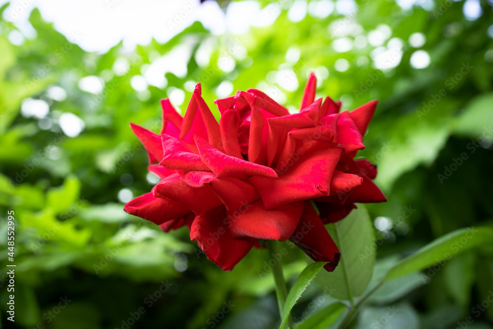 Beautiful bright red rose with silk petals. Flowering rosebush. Garden in summer with beautiful flowers. Flower photography Beautiful bright red rose with silk petals. Flowering rosebush. Garden in summer with beautiful flowers. Flower photography