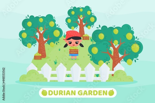 Kawaii Cartoon illustration of cute little girl in farmer uniform harvesting durian in the durian garden with holding box full of fruits. Suitable for children content illustration and farming product