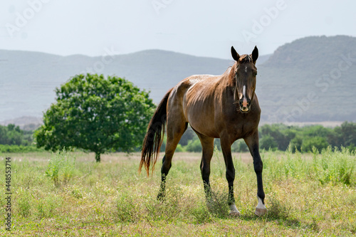 beautiful horse on the meadow in mountains, summer season nature © Mihail
