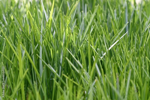 Closeup macro of green grass
