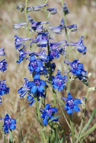 A cluster of Wyoming wild flowers  photo