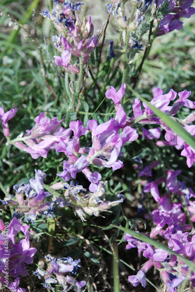 A cluster of Wyoming wild flowers 