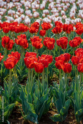 red and yellow tulips