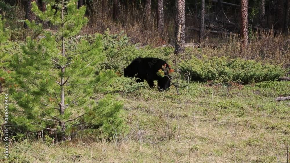 Black bear behind pine tree - Alberta, Canada Black bear behind pine tree - Alberta, Canada