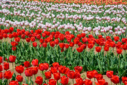 field of tulips © worm_ flag
