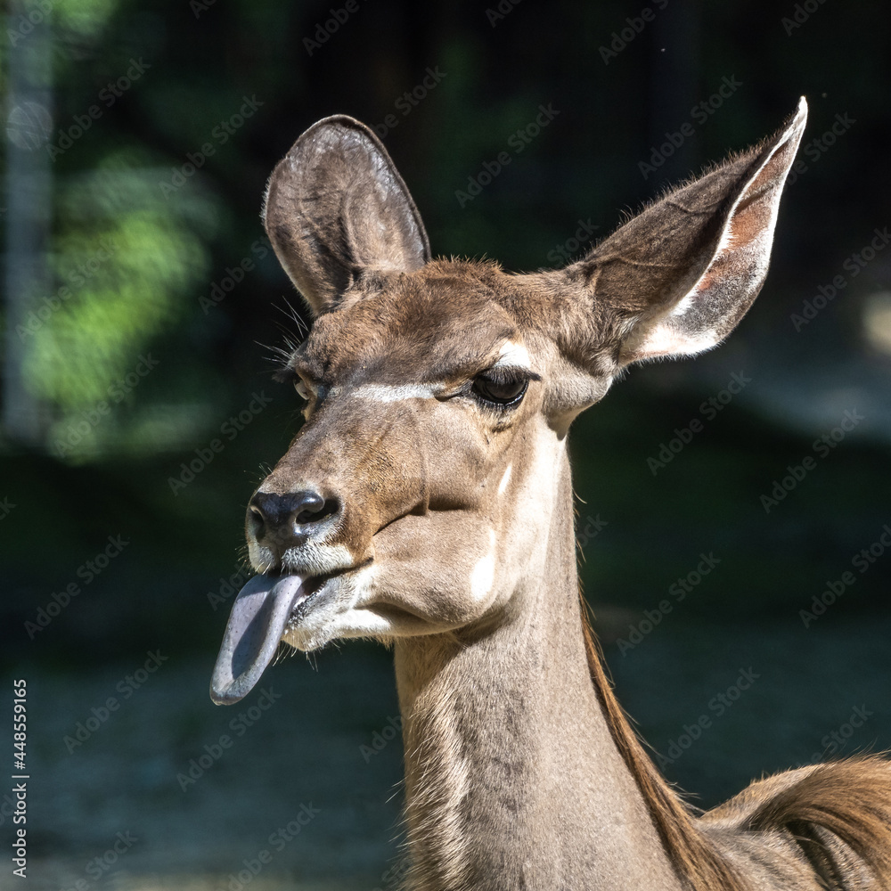 The common eland sticking its tongue out. Taurotragus oryx is a savannah antelope