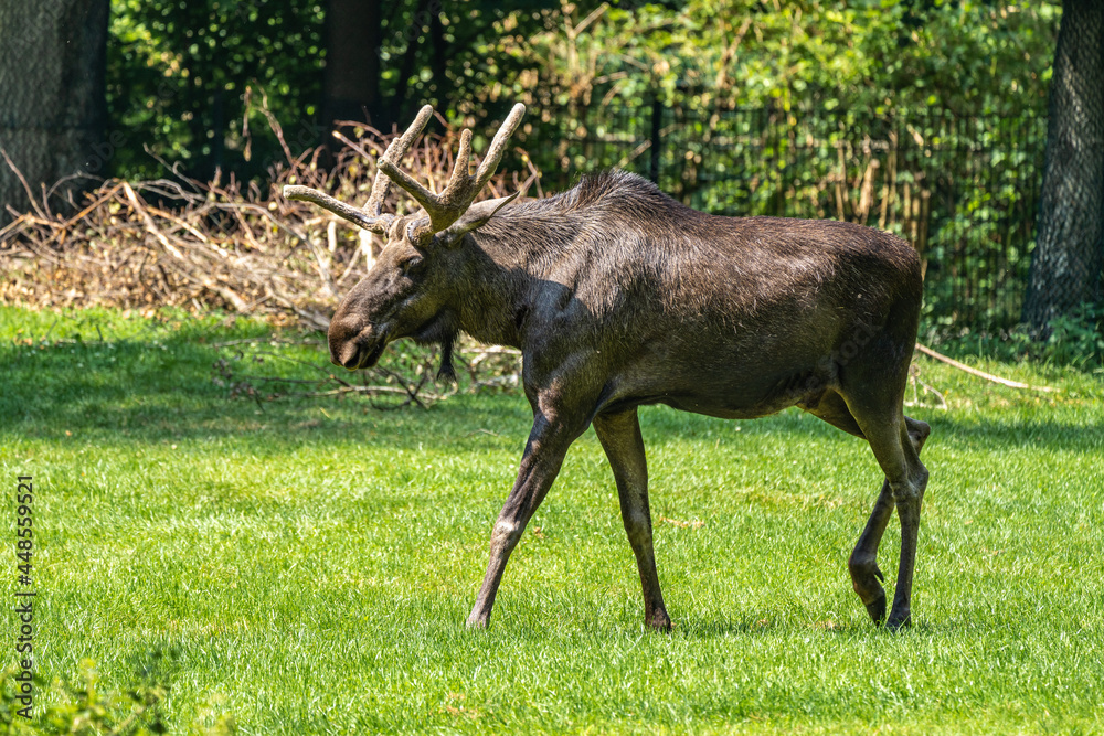 European Moose, Alces alces, also known as the elk European Moose, Alces alces, also known as the elk