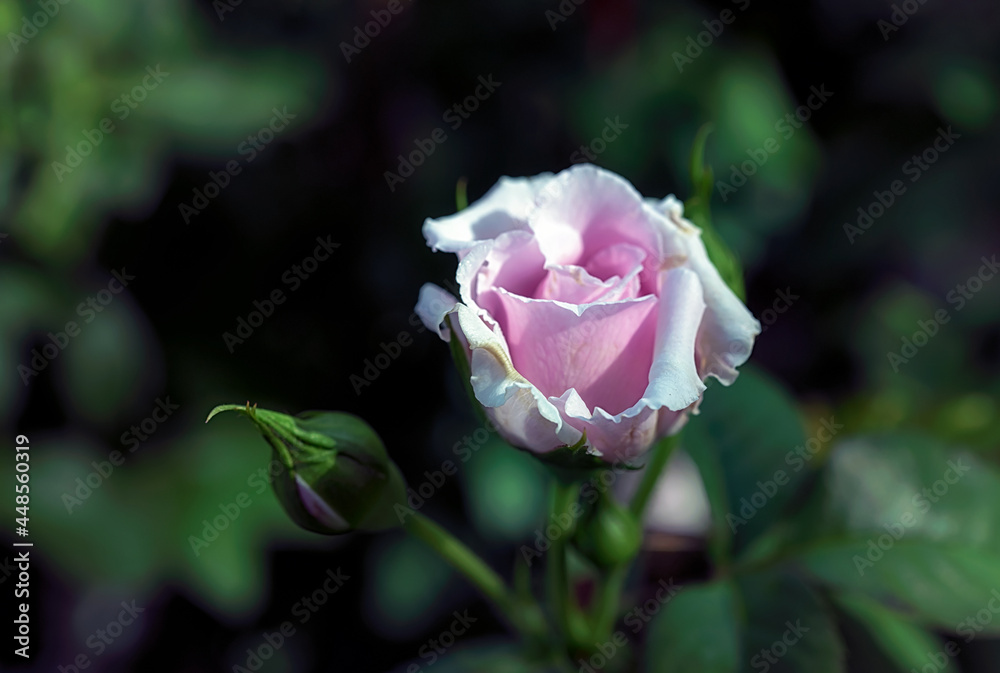 Beautiful Pink rose flower in the garden Beautiful Pink rose flower in the garden