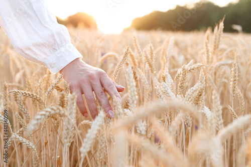 a woman strokes mature ears at sunset in a wheat field. close-up