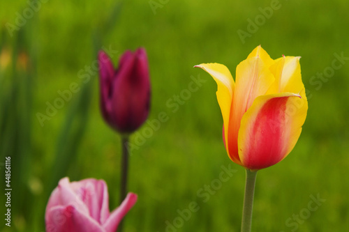 Red and yellow tulip