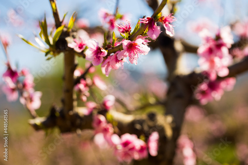 close up of pink blossoming peach flowers © caftor