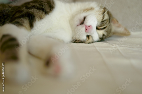 Fototapeta Naklejka Na Ścianę i Meble -  house cat asleep relax pet