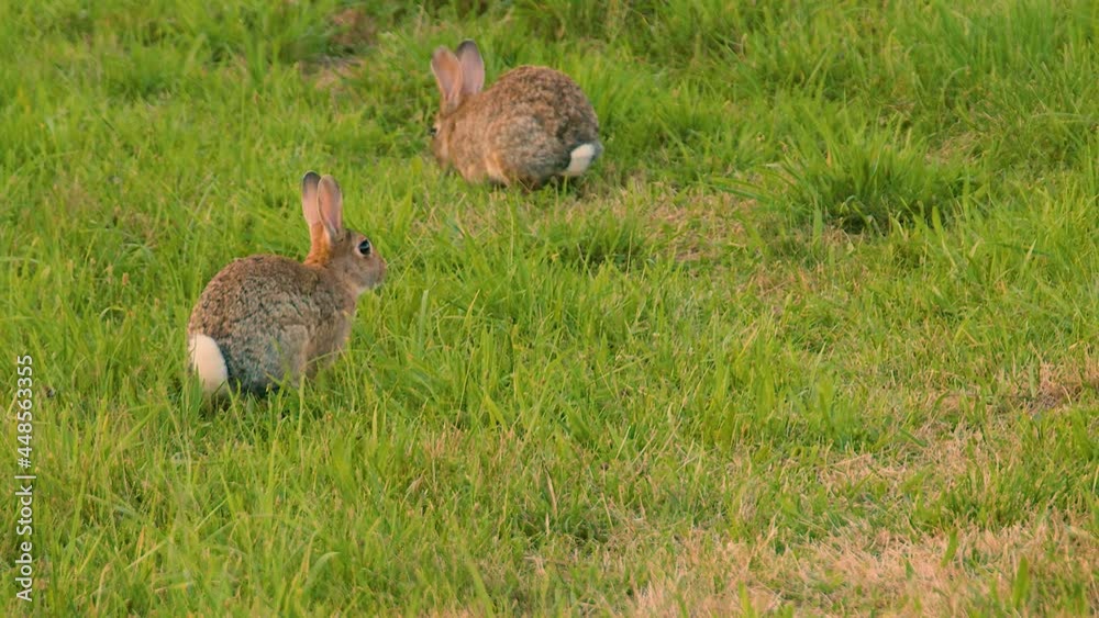 Wild rabbits eating grass in a field. Green grassland pasture. Wild bunny in rural agriculture area. Green meadow in countryside. Static shot, slow motion, shallow depth of field