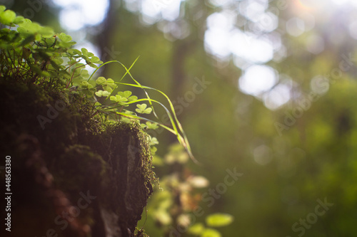 Fresh and green clover on the edge of a dry stump against the backdrop of the forest. Looking from below, which makes it feel like you are seeing a cliff. photo