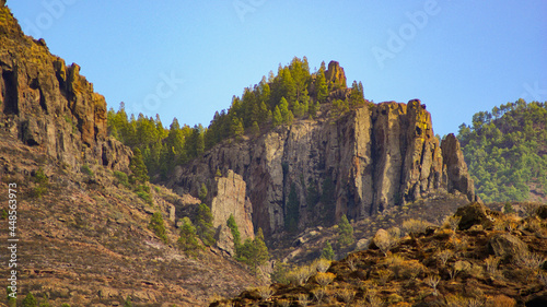 pine forest of tamadaba in gran canaria photo