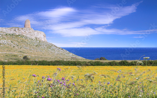 The most beautiful landscape of Italy: Salento in Apulia. Springtime: field of wildflowers; in the background Sant''Emiliano tower located in The Otranto Santa Maria di Leuca Coast and Tricase Woods.  photo