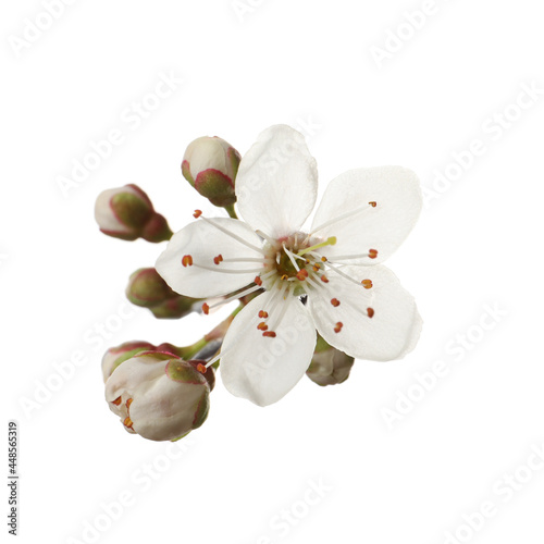 Fototapeta Naklejka Na Ścianę i Meble -  Beautiful fresh cherry blossoms isolated on white