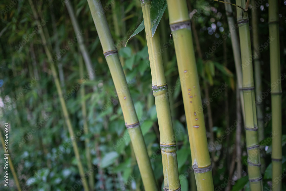 Fototapeta premium background bamboo green grove nature