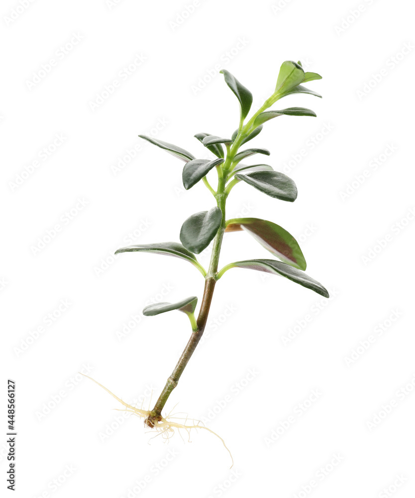 Houseplant seedling with leaves isolated on white Houseplant seedling with leaves isolated on white