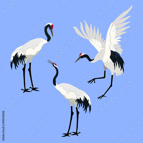 Set of Vector illustration with Japanese cranes on an isolated background.