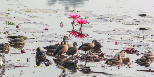 Some ducks playing on water and few water Lilly bloomed around them in village of Bangladesh